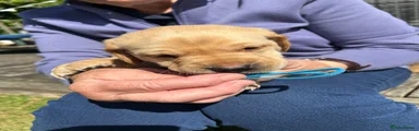 Labrador Retriever 1