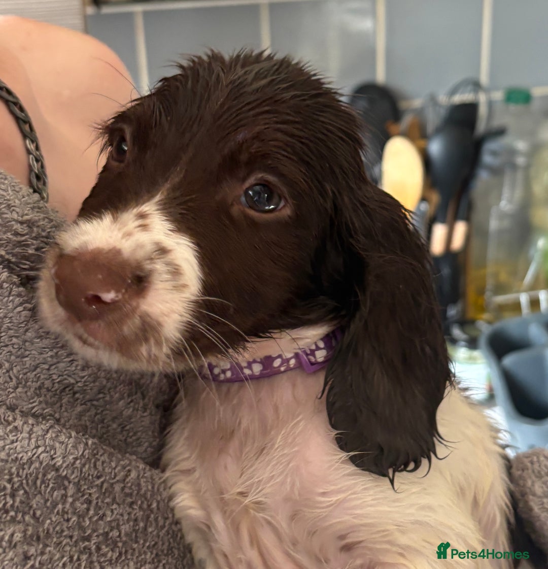 English Springer Spaniel dogs for sale: KC Registered English Springer Spaniel Puppies - Image 22