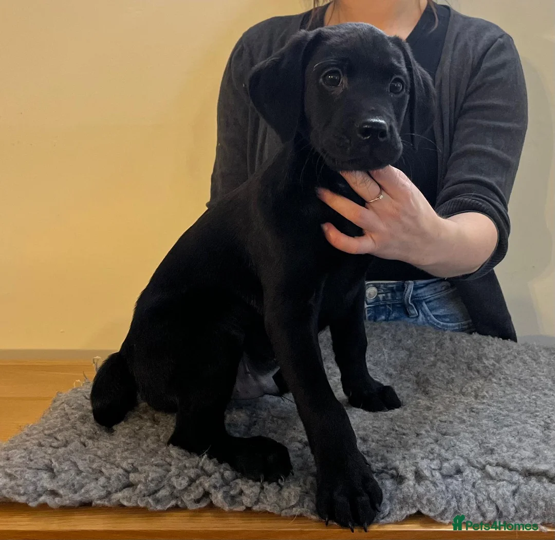 Labrador Retriever dogs for sale: KC registered working Labrador Retreiver puppies - Advert 7
