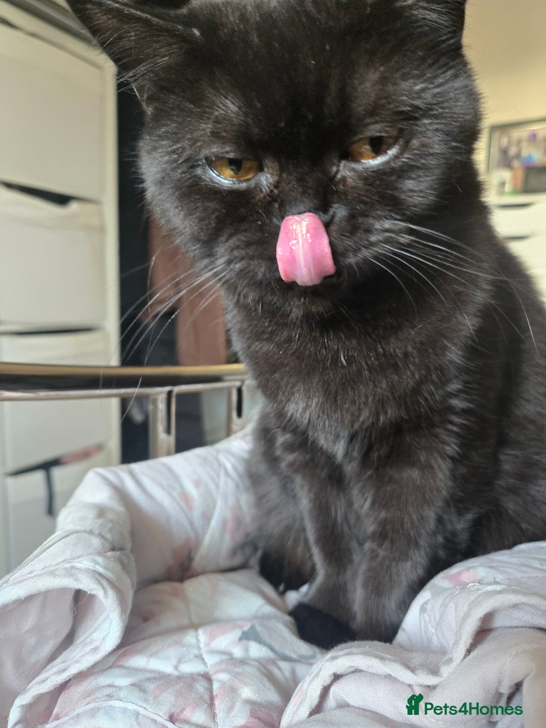 British Shorthair cats for sale: British Shorthair Black female - Advert 2