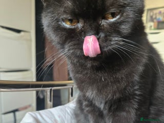British Shorthair cats British Shorthair Black female £200 - Advert 1