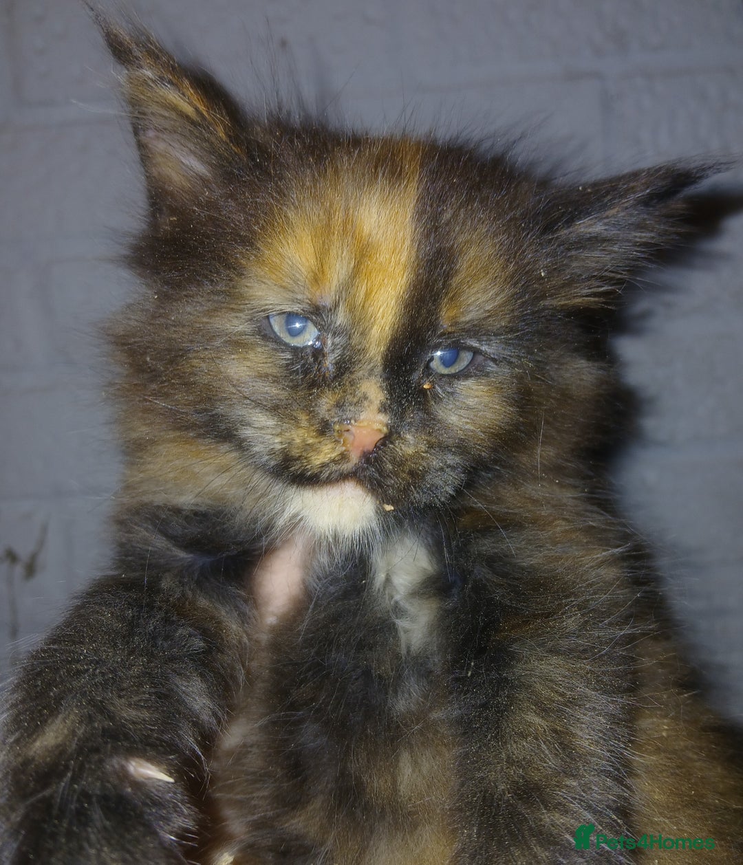 Maine Coon cats for sale: Gorgeous TICA reg Maine coon kittens - Image 2