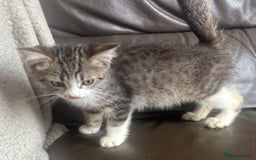 Mixed Breed cats for sale: Maincoon x Scottish fold  - Image 9