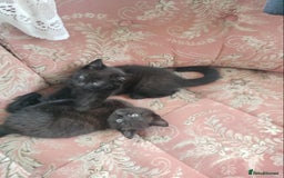 British Shorthair cats for sale: Beautiful fluffy black kitties with stripes - Image 1