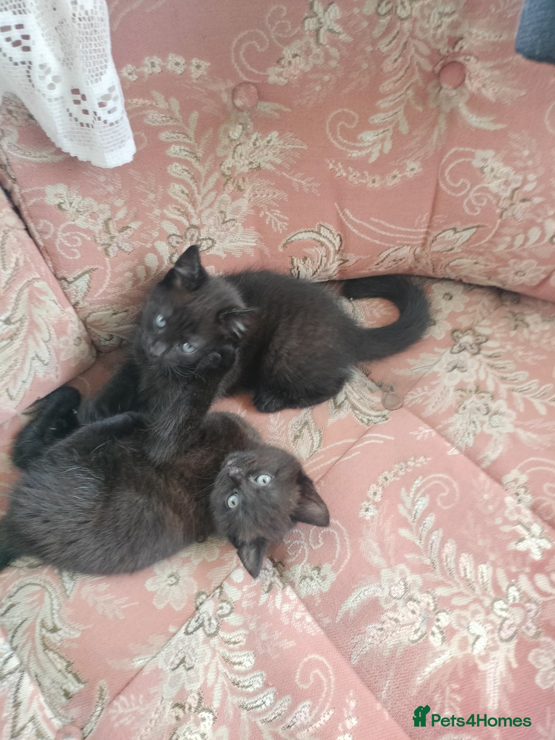British Shorthair cats for sale: Beautiful fluffy black kitties with stripes - Image 1
