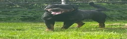 Rottweiler dogs for sale: German rottweiler pups now ready  - Advert 8