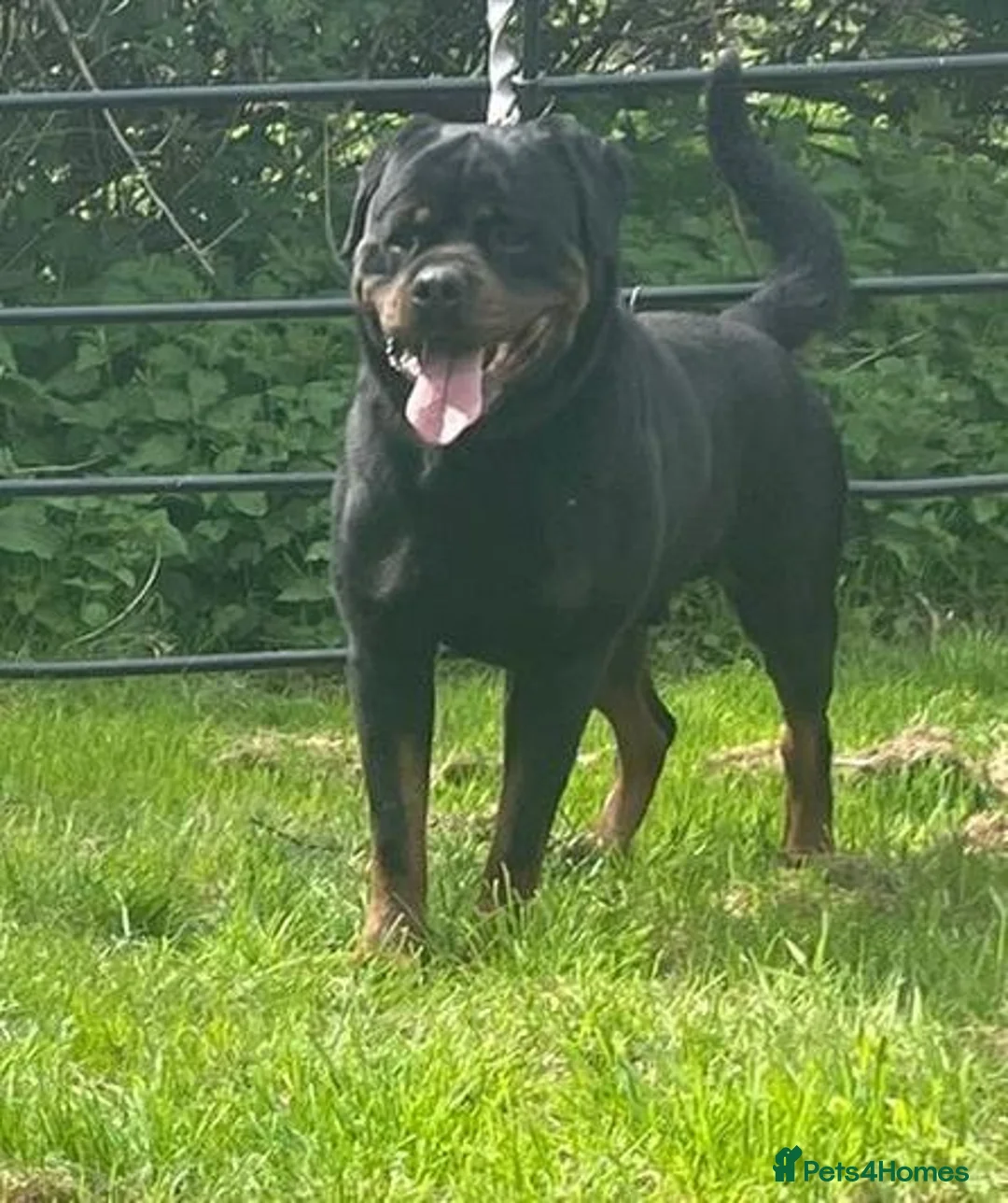 Rottweiler dogs for sale: German rottweiler pups now ready  - Advert 8