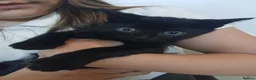 Domestic Shorthair cats for sale: 2 kittens in Hailsham - Advert 4