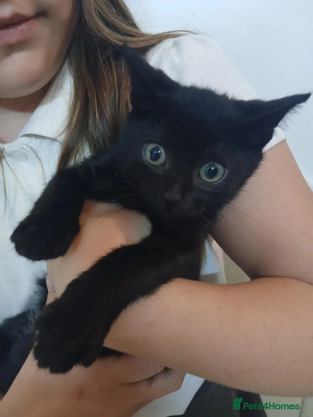 Domestic Shorthair cats for sale: 2 kittens in Hailsham - Advert 4