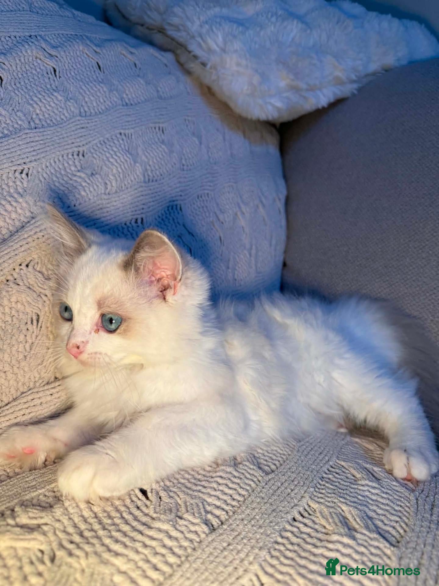 Ragdoll cats Beautiful purebred ragdoll boy kittens  - Advert 2