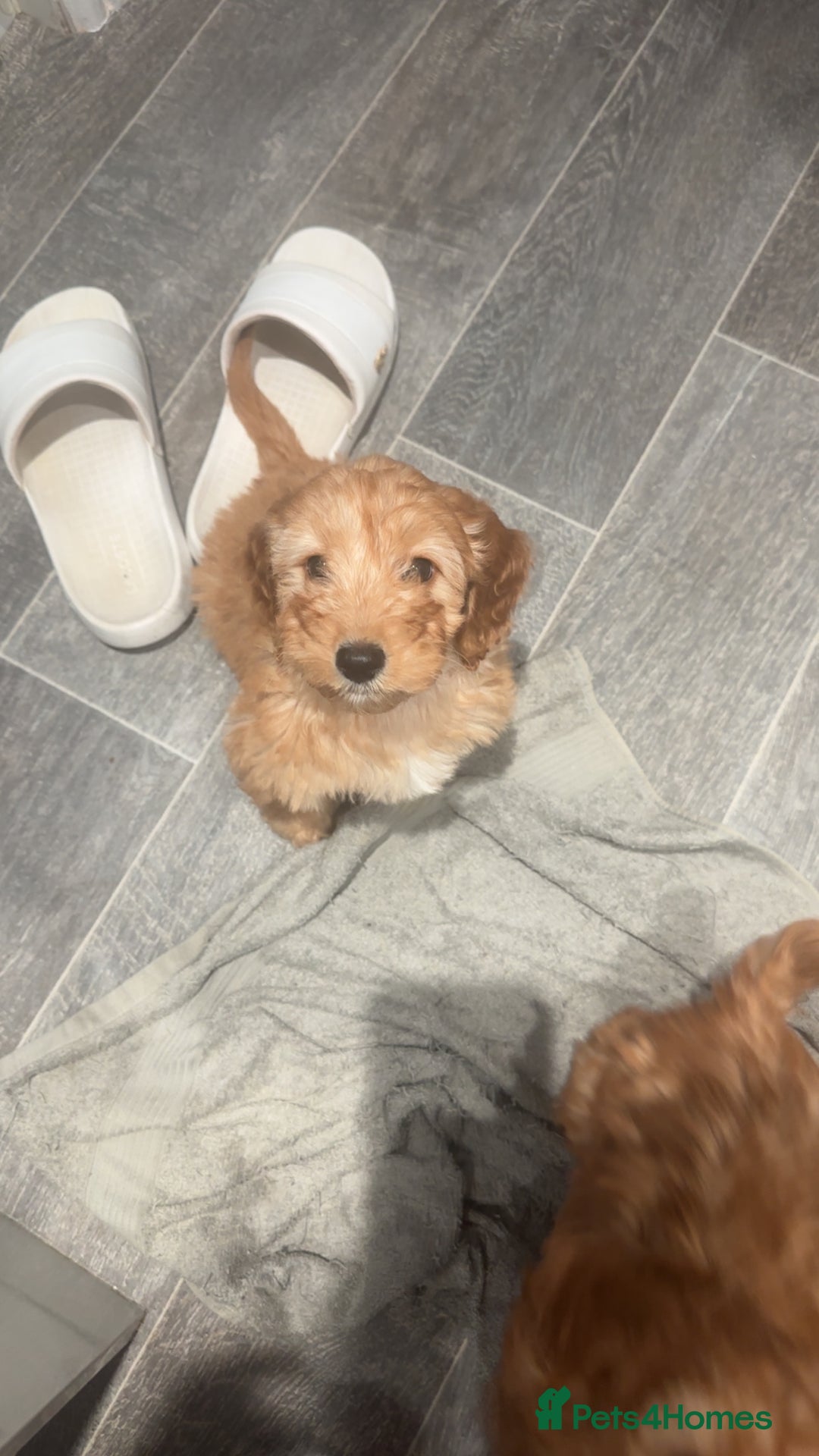 Cockapoo dogs for sale: Mini F1 cockpoos - Advert 6