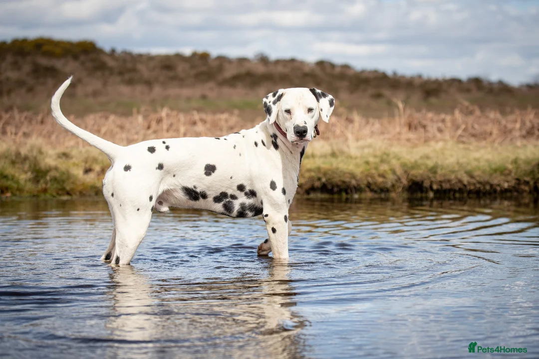 Dalmatian dogs for stud: CRUFTS QUALIFIED FOR LIFE HEALTH TESTED in Aberdare - Advert 9