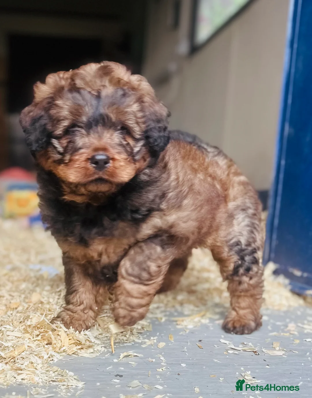 Mixed Breed dogs for sale: Wow real life teddy bears 🧸  - Advert 10