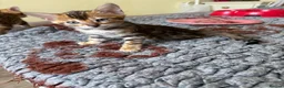 Bengal cats for sale: Stunning 🔥 TICA 🐾 Health tested Bengal Kittens  - Advert 12