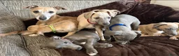 Whippet dogs for sale: Beautiful KC Registered Whippets  - Advert 5