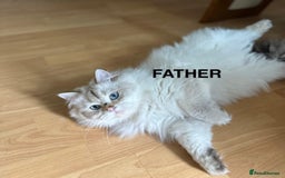 British Longhair cats for sale: Stunning British Longhair Kittens Ready to collect - Image 37
