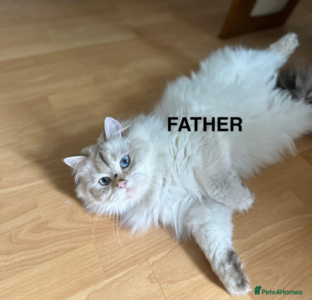 British Longhair cats for sale: Stunning British Longhair Kittens Ready to collect - Image 37