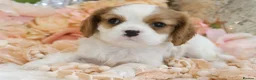 Cavalier King Charles Spaniel dogs for sale: HEALTH TESTED KC Cavalier King Charles Spaniels - Advert 21