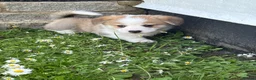 Welsh Corgi Pembroke dogs for sale: Handsome KC Reg Pembroke Corgi Pups in Caerphilly - Advert 3