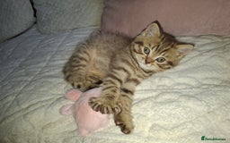 British Shorthair cats for sale: Pedigree British Blue and Tabby Shorthair Kittens - Image 9