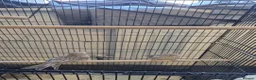 Canaries birds for sale: Beautiful canaries for sale - Advert 5