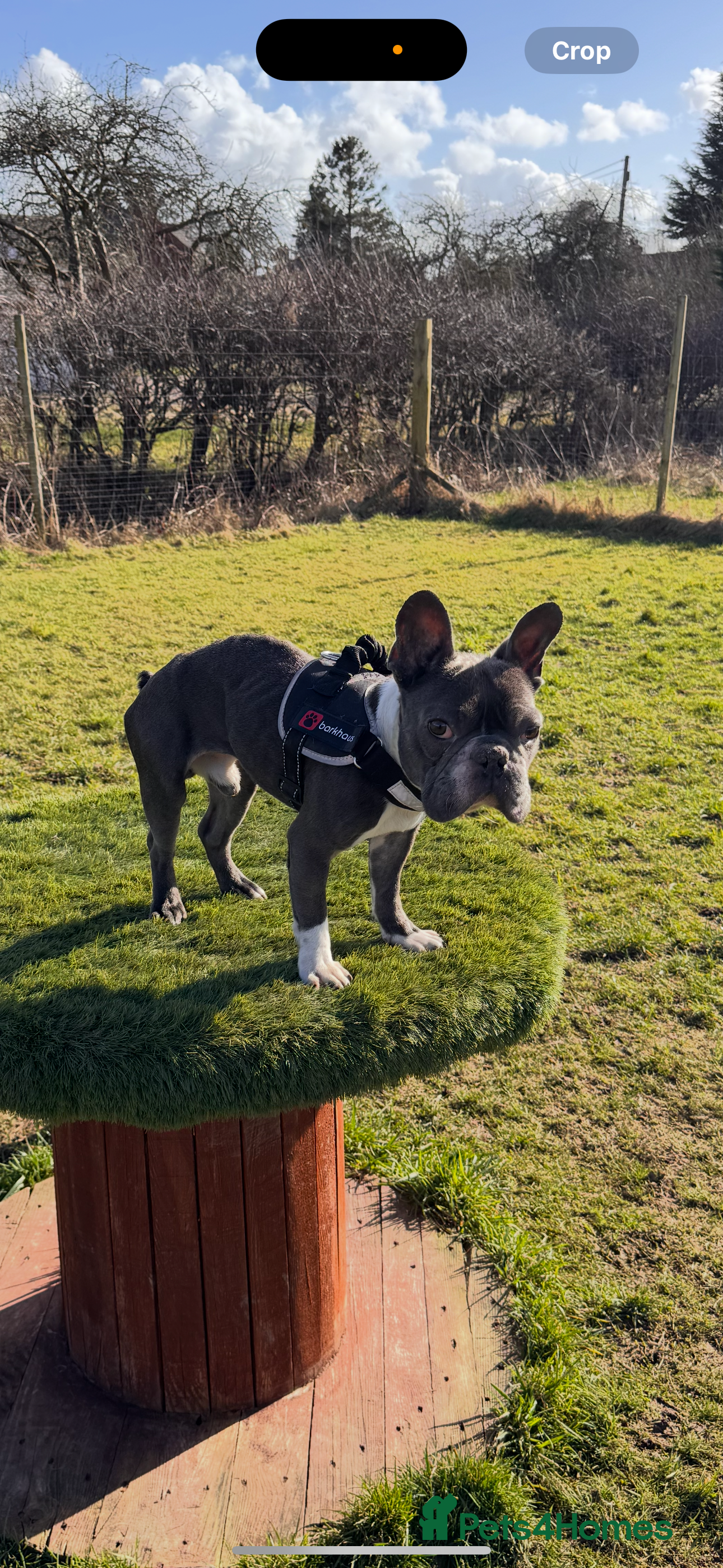 French Bulldog dogs 3 year old French bulldog male - Advert 12