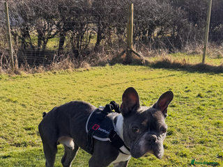 French Bulldog dogs 3 year old French bulldog male - Advert 7