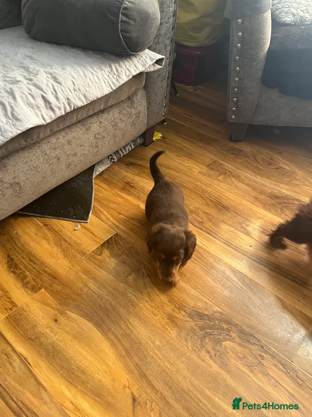 Miniature Dachshund dogs for sale: Longhaired stunning miniature Daschunds - Advert 6