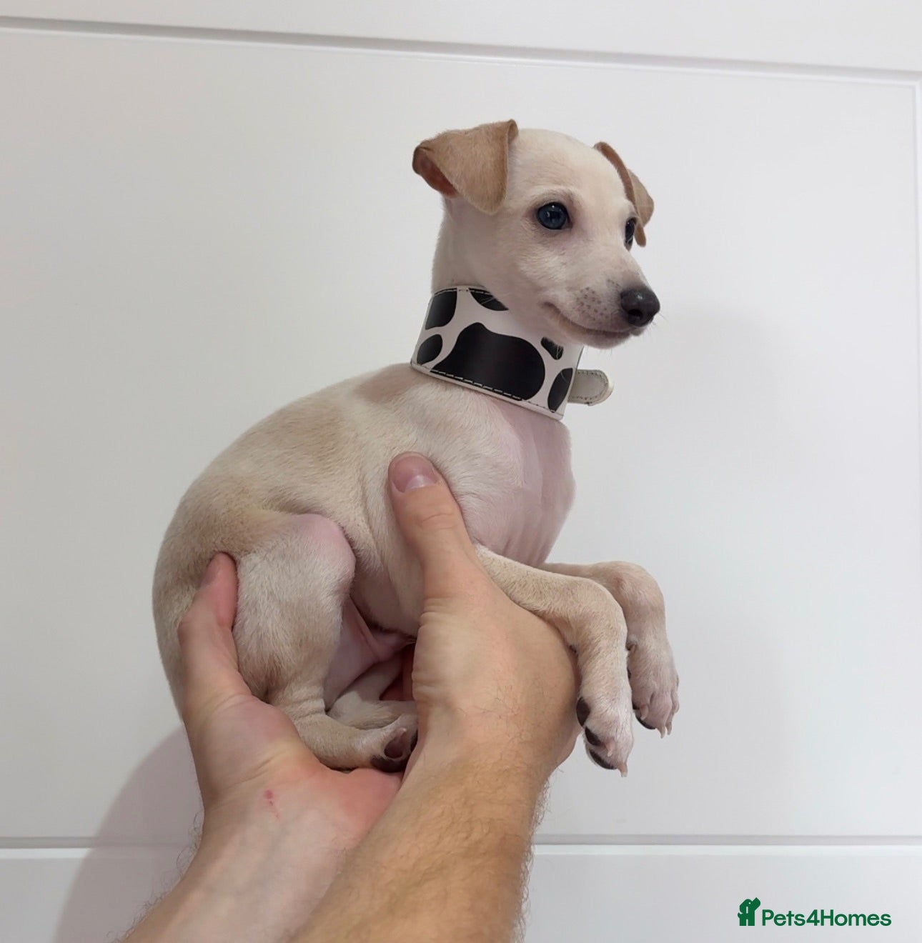 Italian Greyhound dogs Beautiful KC Reg Cream Boy - Advert 7