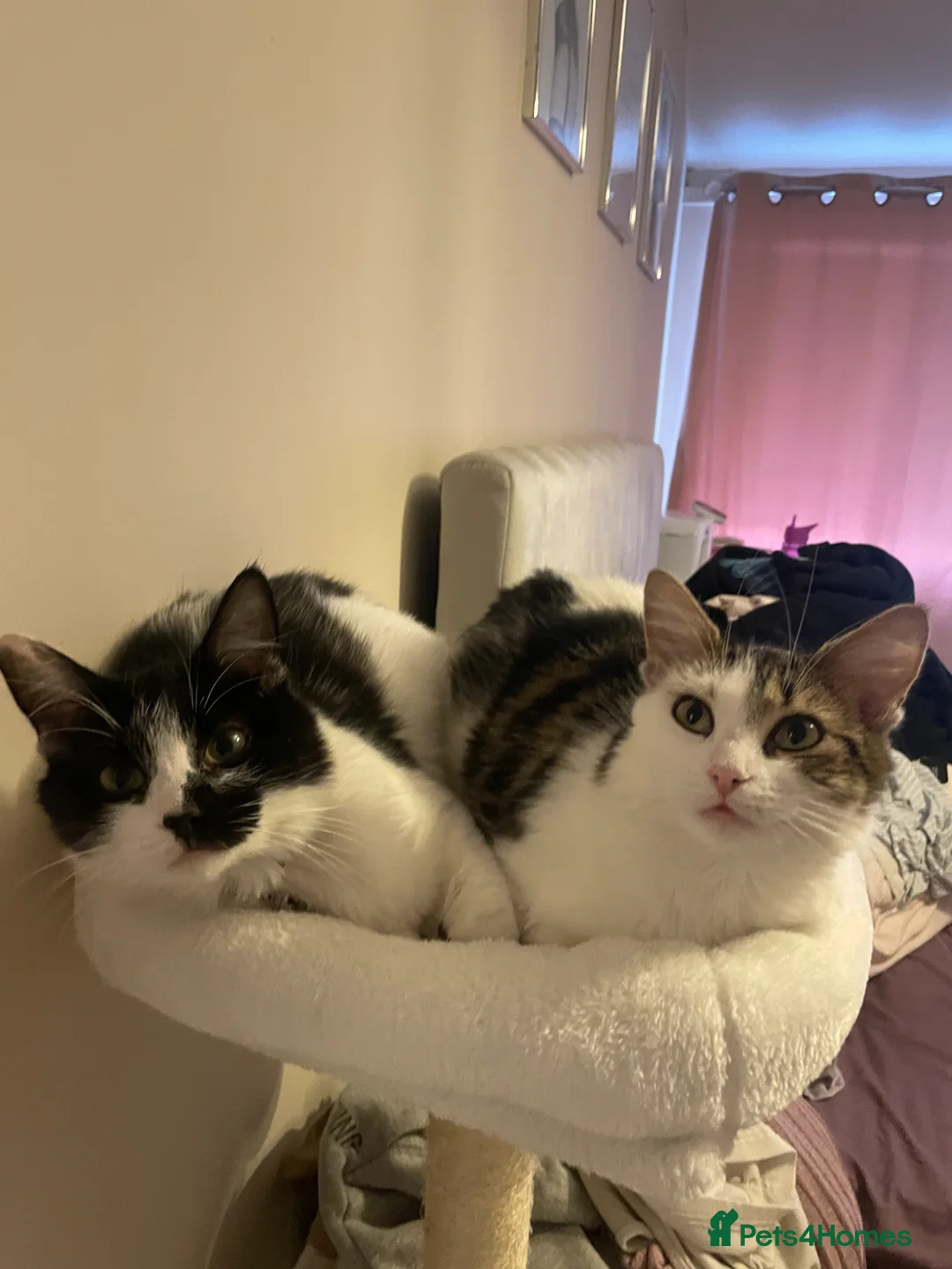 Mixed Breed cats for sale: Sisters  - Advert 1