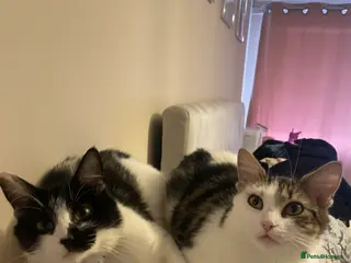 Mixed Breed cats Sisters - Advert 1