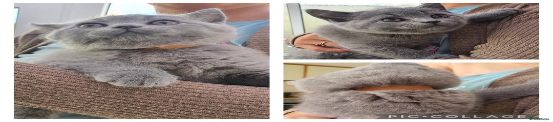 British Shorthair Kitten 3