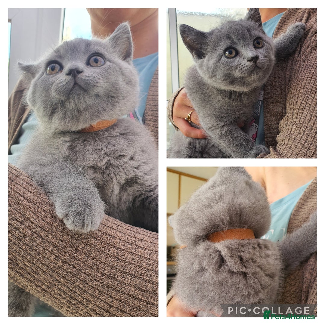 British Shorthair cats for sale: British Shorthair kittens  - Image 4