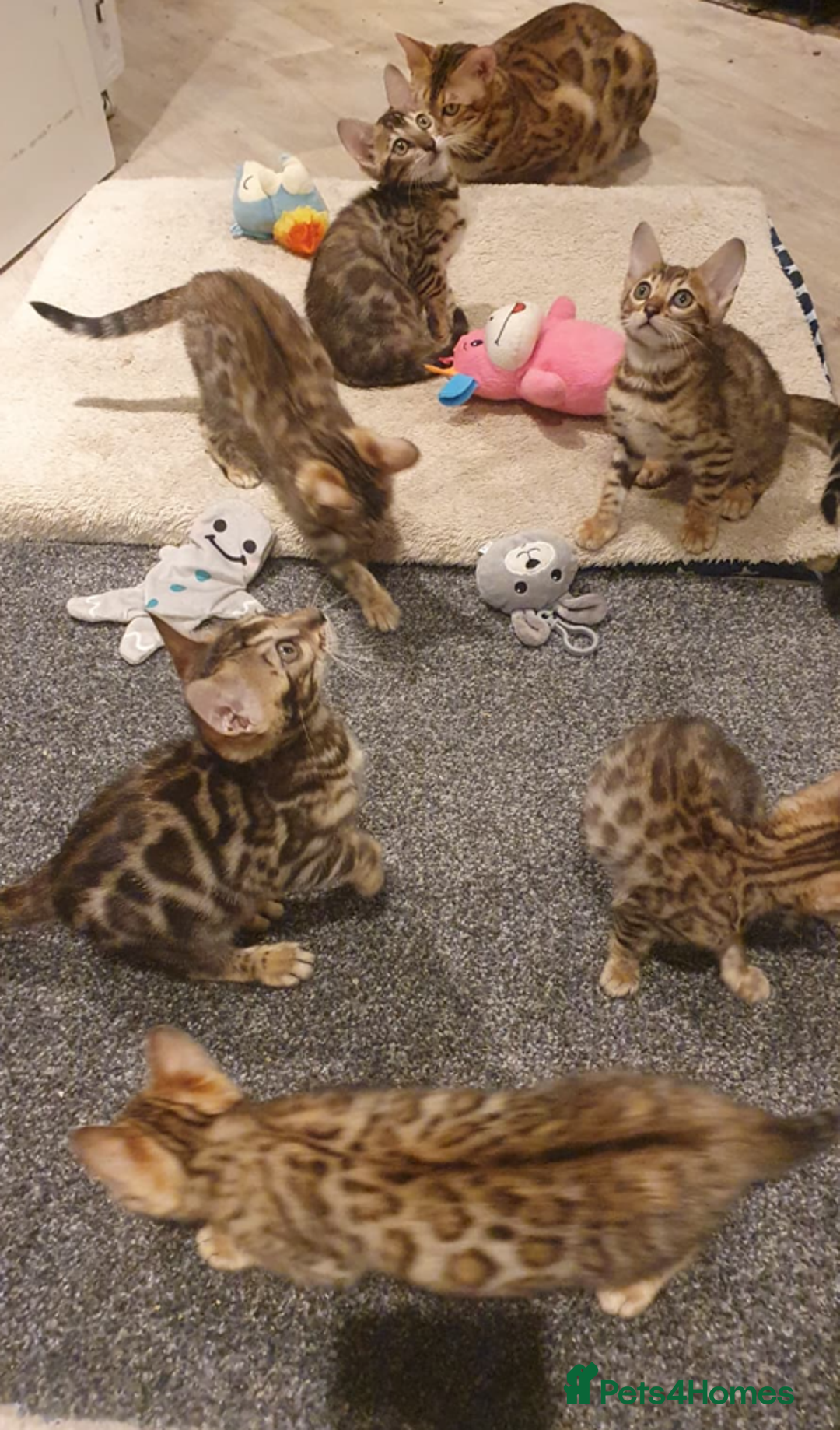 Bengal cats for sale: 🔥✨Pedigree TICA-Registered Bengals - Advert 2