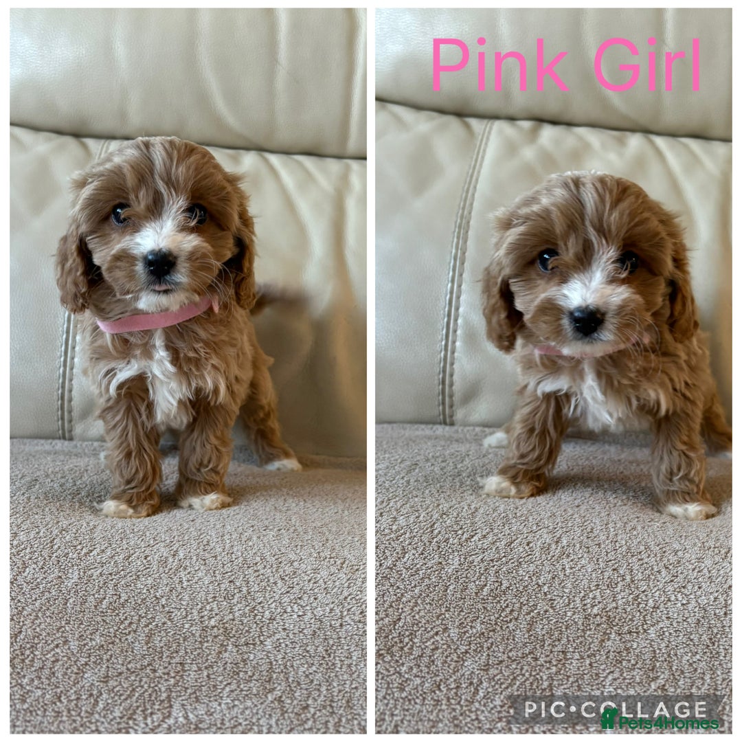 Cavapoo dogs for sale: Beautiful Cavapoo Puppy’s  - Advert 4