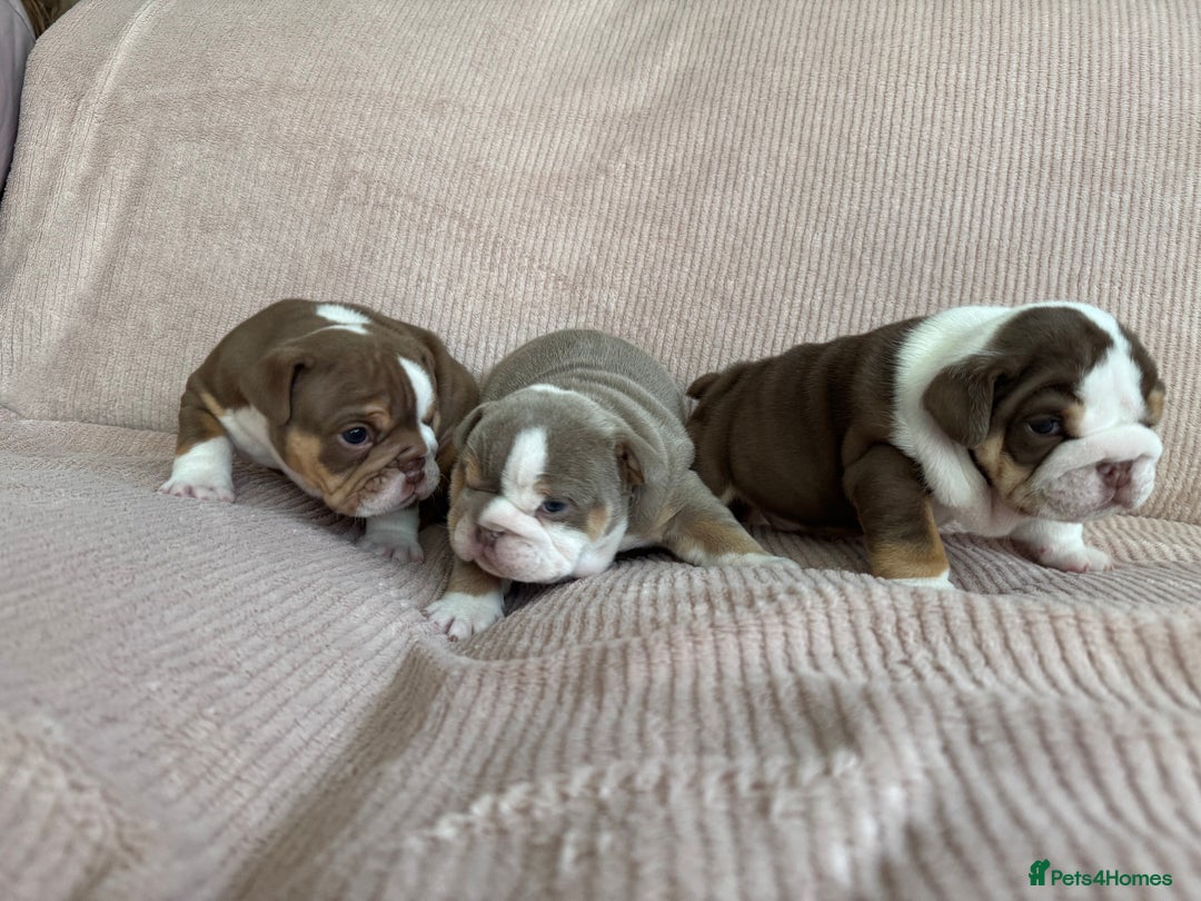 English Bulldog dogs for sale: English bulldogs  - Advert 2