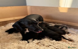 Cockerdor dogs for sale: Cockerdor puppies ready 10th October.  - Image 20