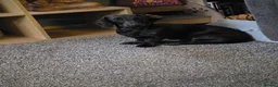 Miniature Dachshund dogs for sale: Stunning Miniature dachshund  in Telford - Advert 3