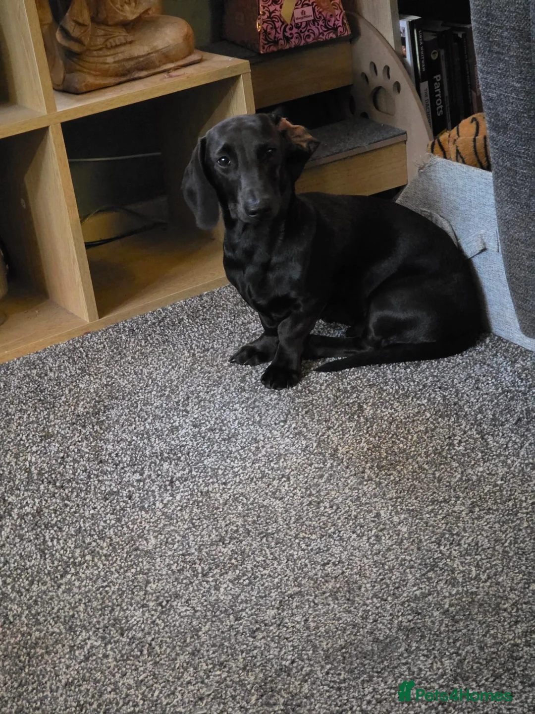 Miniature Dachshund dogs for sale: Stunning Miniature dachshund  in Telford - Advert 3