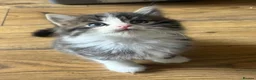 Persian cats for sale: Beautiful Persian Kittens Ready for Forever Homes - Advert 15