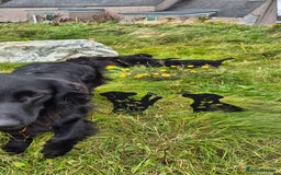 Flat coated Retriever dogs for sale: Flat coat retriever  - Image 31
