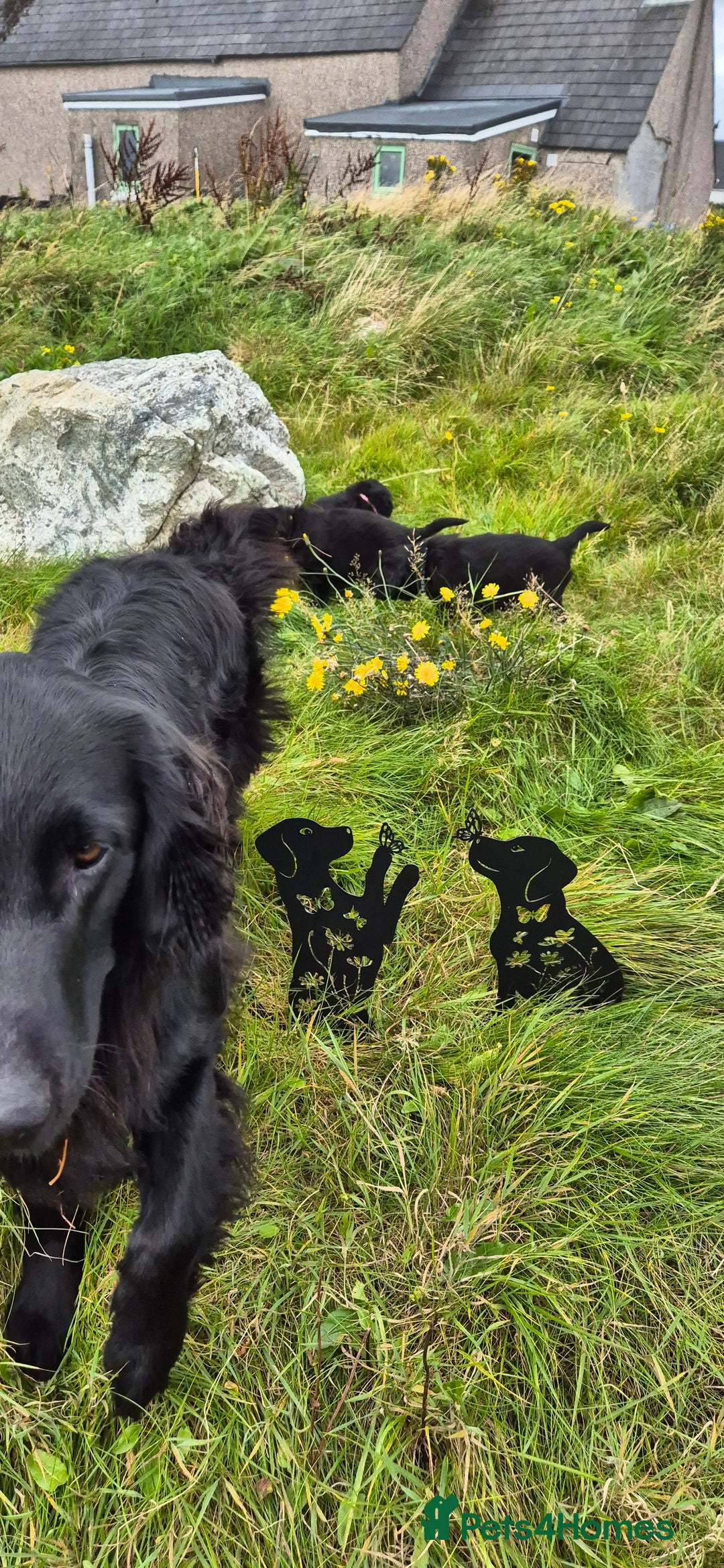 Flat coated Retriever dogs for sale: Flat coat retriever  - Image 31