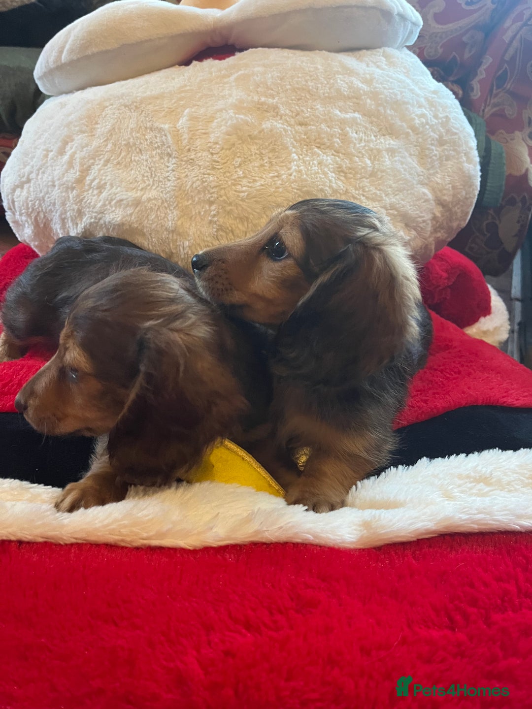 Miniature Dachshund dogs for sale: Miniature Longhaired Dachshunds ready 10.12.25 - Advert 16