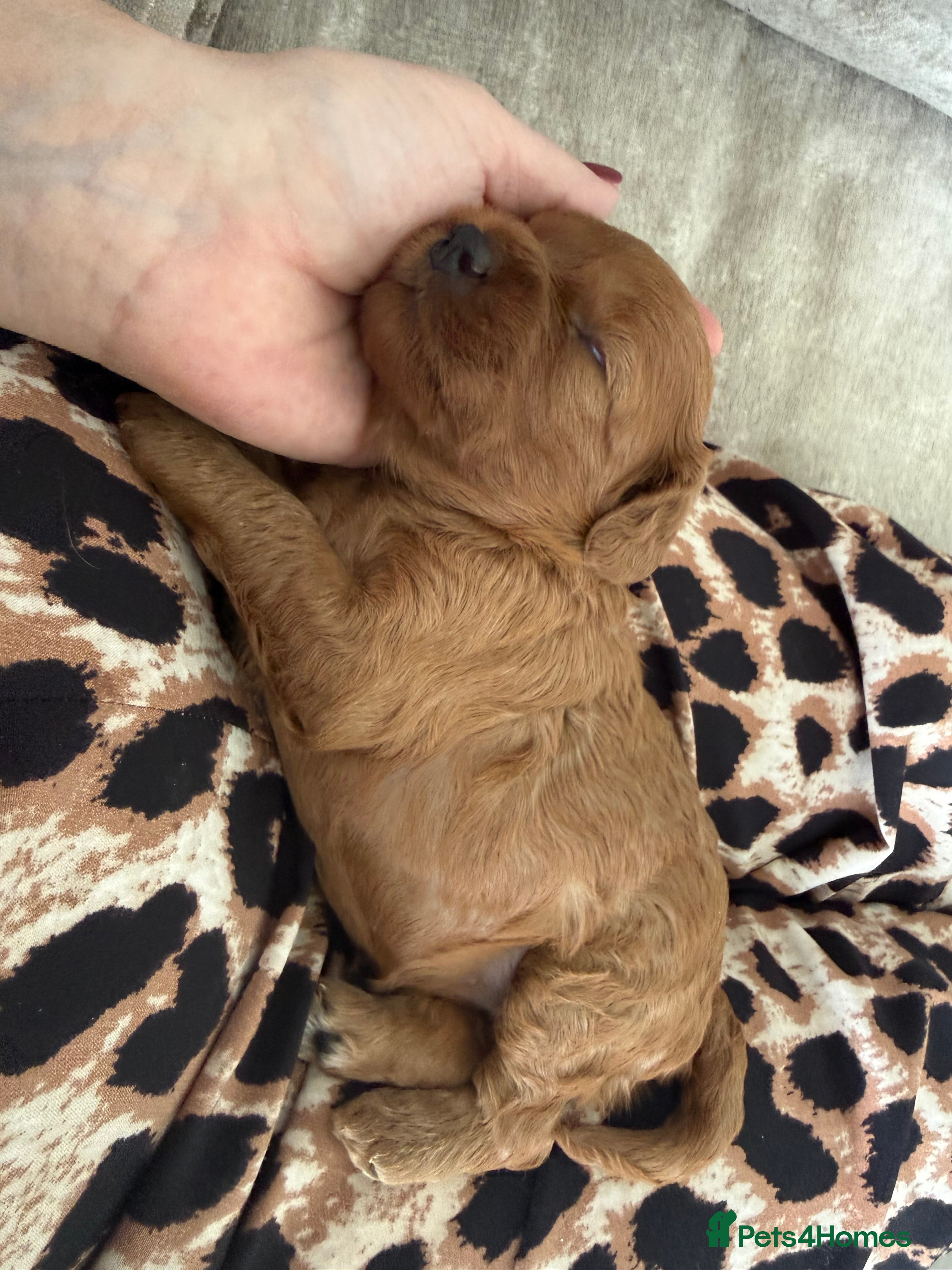 Cavapoo dogs Beautiful F1b Toy Cavapoos parents health checked  - Advert 10