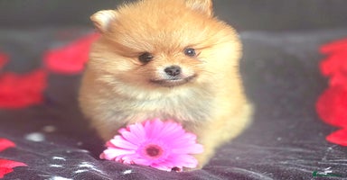 Pomeranian dogs - Advert 16