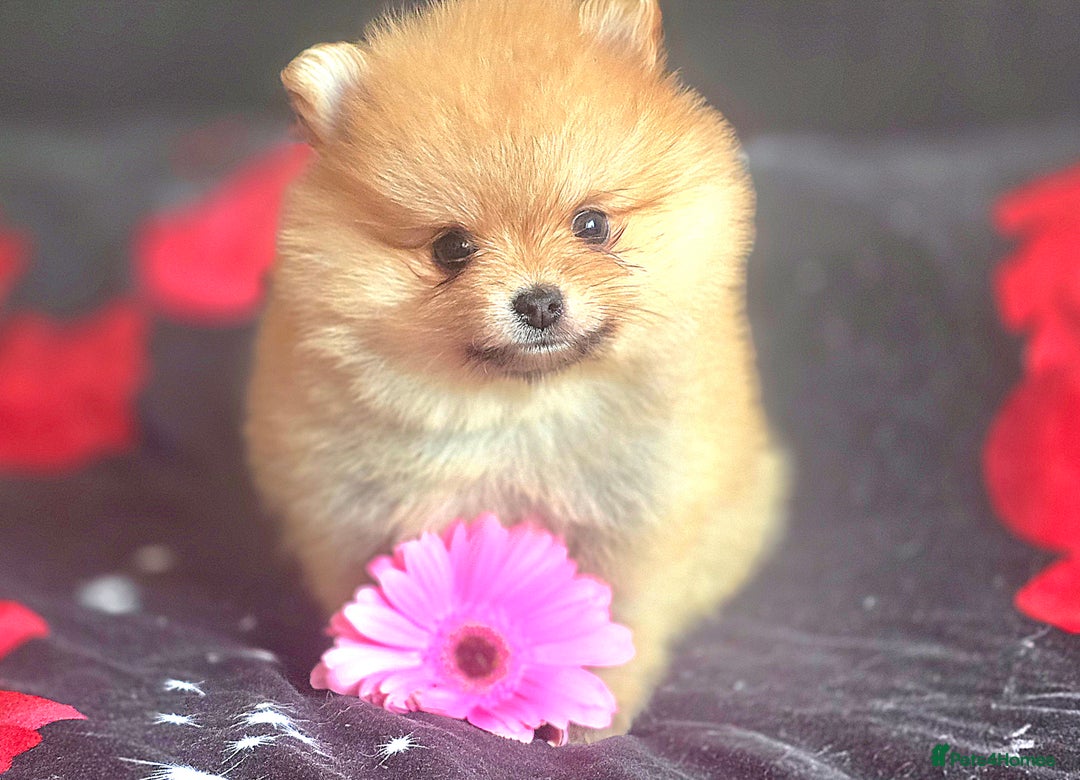 Pomeranian dogs for sale: 🔥XXXS🔥Pomeranian puppies🔥KC reg🔥for sale🔥 - Image 2