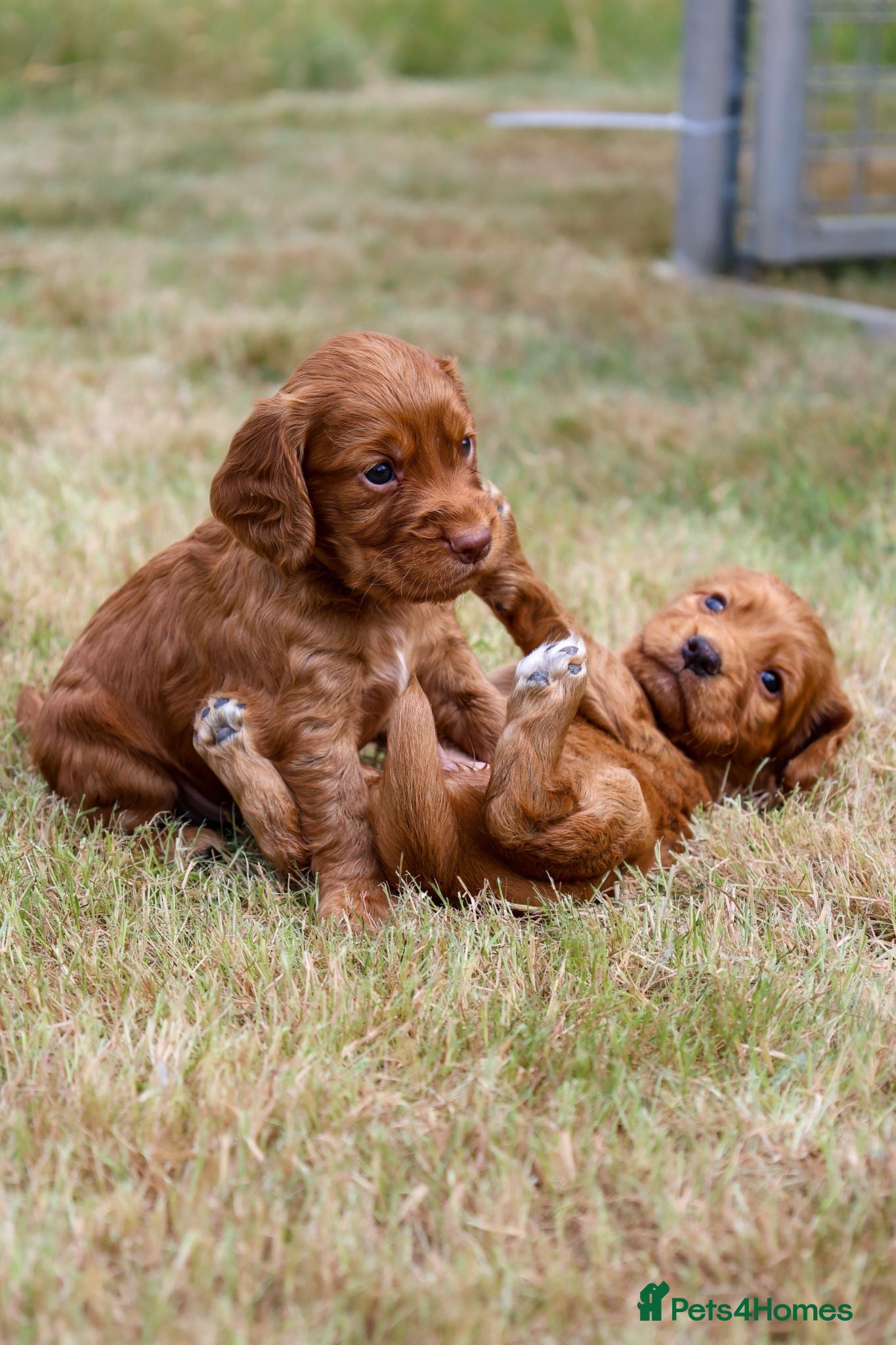 Cocker Spaniel dogs Cocker spaniel  - Advert 2