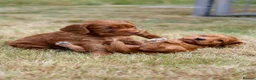 Cocker Spaniel dogs for sale: Cocker spaniel  - Advert 2