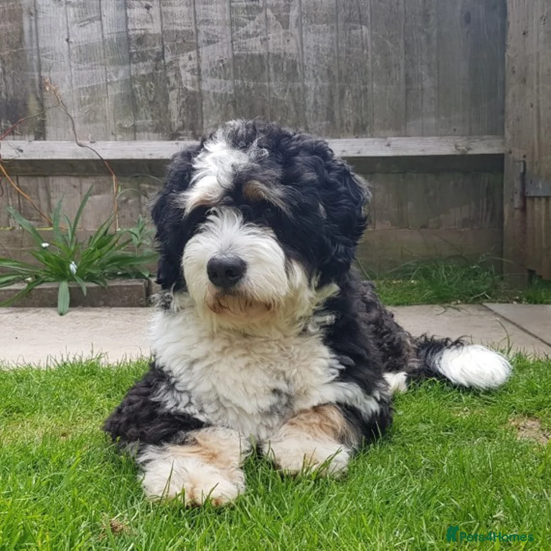 Mixed Breed dogs for stud: PROVEN Pure F1 Miniature Bernedoodle -Stud Offered in Saffron Walden - Advert 11