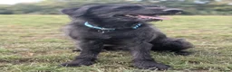 Mixed Breed dogs for adoption: Terron in Wetherby - Advert 6